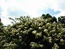 DSC00043.JPG