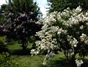 DSC00050.JPG