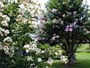 DSC00051.JPG