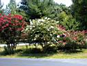 DSC00060.JPG