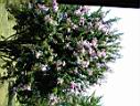 DSC00070.JPG