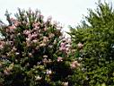 DSC00071.JPG
