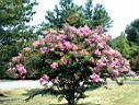 DSC00072.JPG