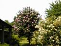 DSC00073.JPG