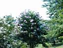 DSC00074.JPG