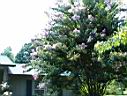 DSC00075.JPG