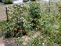 DSC00080.JPG