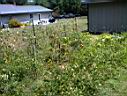 DSC00081.JPG