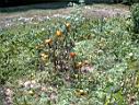 DSC00084.JPG